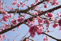 Cherry Blossom Tree, Prunus, detail of pink coloured blossoms on tree in domestic garden.