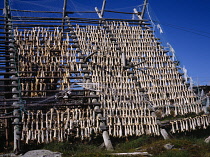 Norway, Finnmark, Hammerfest, Village of Forsol. Fish hanging from wooden racks in sun to dry.