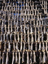 Norway, Finnmark, Hammerfest, Village of Forsol.  Fish hanging from wooden racks in sun to dry.