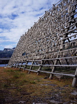 Norway, Lofotens, Svolvaer, Fish hanging from wooden racks in sun to dry.