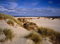 Denmark, Nordjylland, Rabjerg Sand Dunes, North West Coast.  Stretch of golden sand dunes with thick tussocks of grasses in foreground.