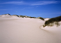 Denmark, Nordjylland, Rabjerg Sand Dunes, North West Coast.  Stretch of golden sand dunes with grasses growing along ridges.