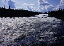 Sweden, Norrbotten, Pitealven River, View up Storforsen Rapids twenty-five miles north west of Alusbyn town.  Expanse of fast flowing  sparkling water and silhouetted tree line. A fall of 80 metres at...