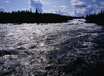 Sweden, Norrbotten, Pitealven River, View up Storforsen Rapids twenty-five miles north west of Alusbyn town.  Expanse of fast flowing  sparkling water and silhouetted tree line. A fall of 80 metres at...