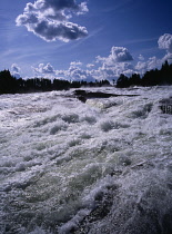 Sweden, Norrbotten, Pitealven River, View up Storforsen Rapids  25 miles north west of Alusbyn town.  Expanse of fast flowing  churning water with silhouetted line of coniferous trees beyond.  A fall...
