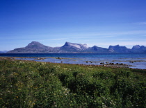 Norway, Nordland, Tysfjorden, View across fjord towards mountains of the Breiskartinden Region to the north east of Bognes ferry terminal with wild flowers in the foreground.