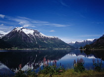 Norway, Sogn og Fjordane, Stryns Vatn Lake, View across lake with reflected mountain backdrop with snow on upper slopes  wild lupins   Lupinus nootkatensis   in foreground under high windswept cloud