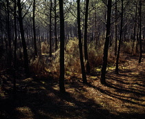 France, Aquitaine, Gironde, Sandy heathland with young Maritime Pine trees (Pinus Pinaster)