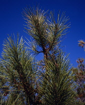 France, Aquitaine, Gironde, Close up of leaves (needles) of Maritime Pine Tree ( Pinus Pinaster)
