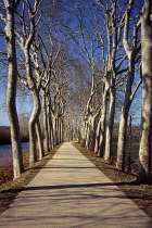 France, Haute-Garonne, Cycle path along Canal du Midi with plane trees (Platanus Hispanica) on each side. South East of Toulouse.