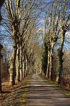 France, Haute-Garonne, Cycle path along Canal du Midi with plane trees (Platanus Hispanica) on each side. South East of Toulouse.