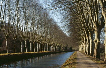 France, Haute-Garonne, Cycle path along Canal du Midi with plane trees (Platanus Hispanica) on each side.