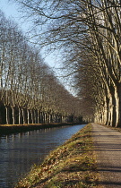 France, Haute-Garonne, Cycle path along Canal du Midi with plane trees (Platanus Hispanica) on each side.