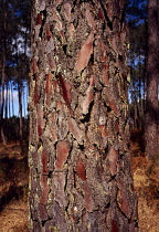 France, Natural History, Close up shot of the colours and bark on the treetrunck of a Maritime Pine Tree (Pinus Pinaster) South West Forests of Aquitaine.