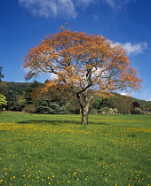 England, Worcestershire, Golden Rain Tree, Koelreuteria Paniculata. Taken in spring time, May.