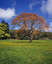 England, Worchestershire, Golden Rain Tree, (Koelreutia Paniculata) showing complete tree, spring time, May