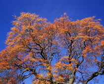 England, Worchestershire, Golden Rain Tree, (Koelreutia Paniculata) spring time, May