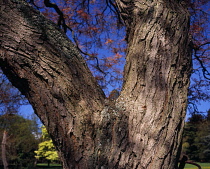 England, Worchestershire, Golden Rain Tree, (Koelreutia Paniculata) close up of trunk bark, spring time, May