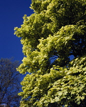 England, Worchestershire, Sycamore Tree (Variegatum) close foliage showing green and white coloured leaves)