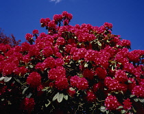 England, Worcestershire, Rhododendron (R.Arboreum) Red flower heads.