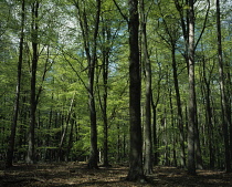 England, Herefordshire, Haugh Wood, Beech trees (Fagus Sylvatica) with a few Pine trees (Pinus)