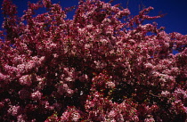 England, Hawthorn, Pink Variation, called Midland Hawthorn (Crataegus Laevigata) in blossom.