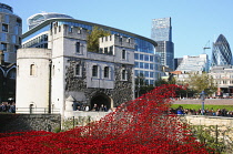 England, London, Tower Hamlets, Tower of London red ceramic poppy art installation by artists Paul Cummins and Tim Piper titled Blood Swept Lands of Seas of Red in the moat commemorating 100 years sin...