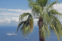 Italy, Campania, Capri Island, Tall Ship and Palm Tree.