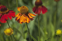 Plants, Flowers, Sneezeweed, Close up of orange coloured Helenium Moerheim Beauty Flowerhead.