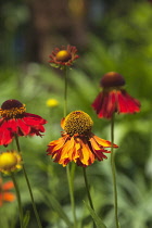 Plants, Flowers, Sneezeweed, Close up of orange coloured Helenium Moerheim Beauty Flowerhead.
