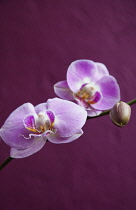 Plants, Flowers, Orchid, Pink flowers against a purple background.