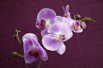 Plants, Flowers, Orchid, Pink flowers against a purple background.
