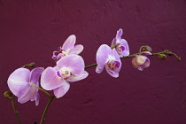 Plants, Flowers, Orchid, Pink flowers against a purple background.
