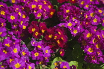Plants, Flowers, Pansies, Close up of pink and red coloured flowers.