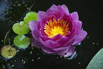 Plants, Flowers, Water Lily, Close up of pink coloured flower with yellow stamen.