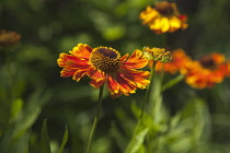 Plants, Flowers, Sneezeweed, Close up of orange coloured Helenium Moerheim Beauty Flowerhead.