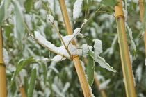 Plants, Grasses, Bamboo covered in snow.