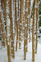 Plants, Grasses, Bamboo covered in snow.