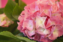 Plants, Flowers, Hydrangea, Close up pink coloured flowerhead.