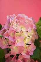 Plants, Flowers, Hydrangea, Close up pink coloured flowerhead.