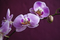 Plants, Flowers, Orchid, Pink flowers against a purple background.