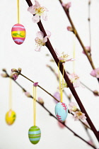 Festivals, Religious, Easter, Painted egg decorations hanging on branches of cherry blossom.