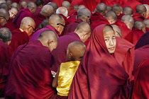 India, Bihar, Bodhgaya, Rear view of large group of seated Buddhist monks in the grounds of the Mahabodhi Temple, with one young monk turning to look at camera; young monk in yellow stands out.