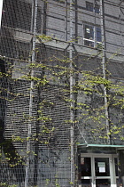 Poland, Warsaw, Marszalkowska, Wire frame on building facade to allow plants to grow vertically.