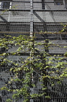 Poland, Warsaw, Marszalkowska, Wire frame on building facade to allow plants to grow vertically.
