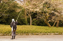 Japan, Kyoto, Uji, Byoodoo-in,  a gardener knocking autumn maple leaves from the tree.