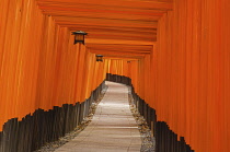 Japan, Kyoto, Fushimi Inari Taisha shrine, Corridor of vermillion  torii, the famous thousand toris.