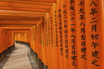 Japan, Kyoto, Fushimi Inari Taisha shrine, Corridor of vermillion  torii, the famous thousand toris.