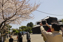 Japan, Tokyo, Nippori, Cherry blossoms in Yanaka cemetary, middle aged man takes photo of cherry blossoms with i-pad.