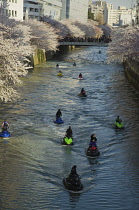 Japan, Tokyo, Meguro River crowd on bridge to view cherry trees visible on both banks of the river, jet skis ride up the river.